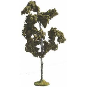 ALBERO DI BETULLA