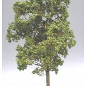 ALBERO DI FRASSINO